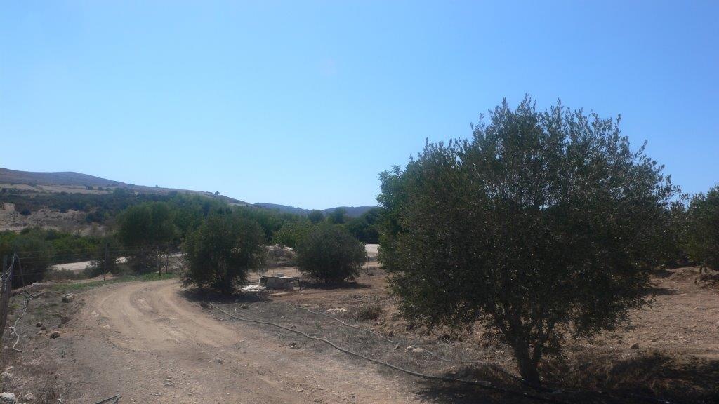 Land Land - AGRICULTURAL LAND FOR SALE IN NEO CHORIO PAPHOS CYPRUS