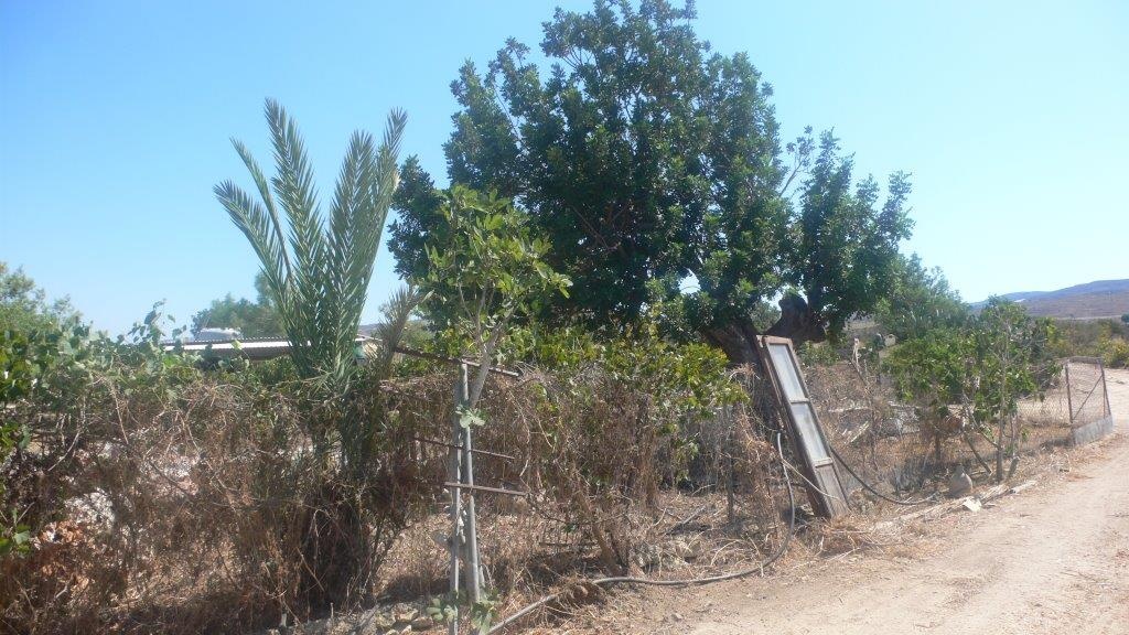 Land Land - AGRICULTURAL LAND FOR SALE IN NEO CHORIO PAPHOS CYPRUS