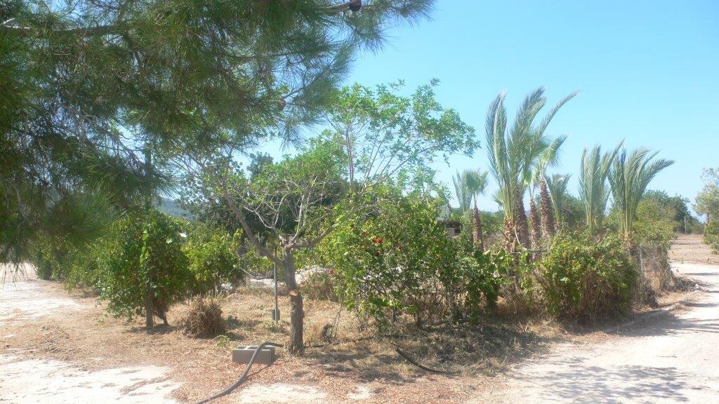 Land Land - AGRICULTURAL LAND FOR SALE IN NEO CHORIO PAPHOS CYPRUS