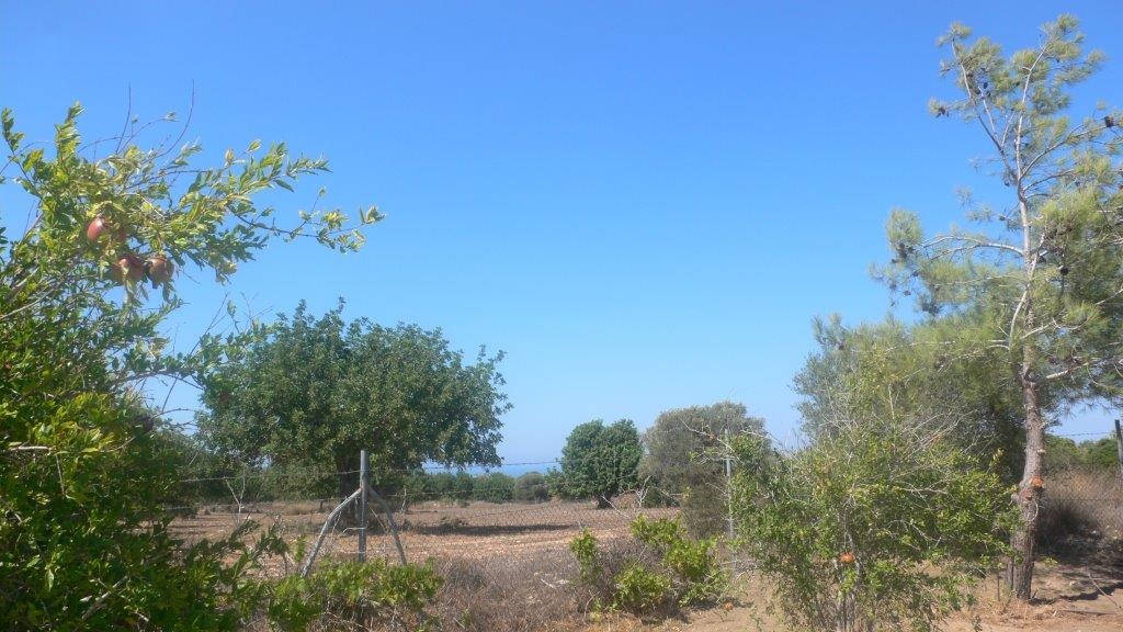 Land Land - AGRICULTURAL LAND FOR SALE IN NEO CHORIO PAPHOS CYPRUS