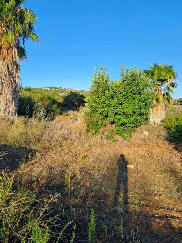 Land Land - Agricultural land for sale Anadasmos Latchi in Neo Chorio