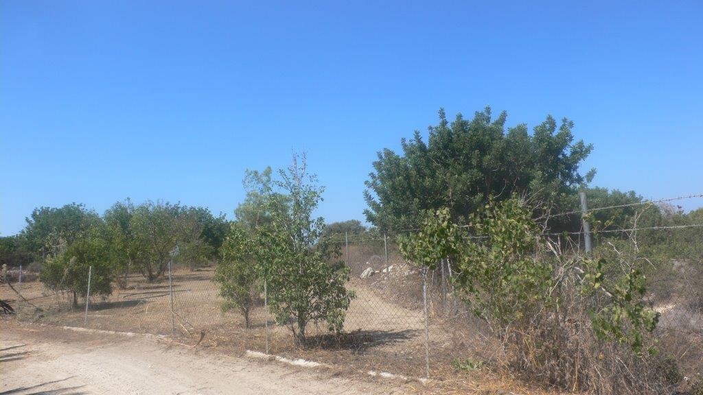 Land Land - AGRICULTURAL LAND FOR SALE IN NEO CHORIO PAPHOS CYPRUS